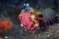   Peacock Mantis Shrimp Eggs  